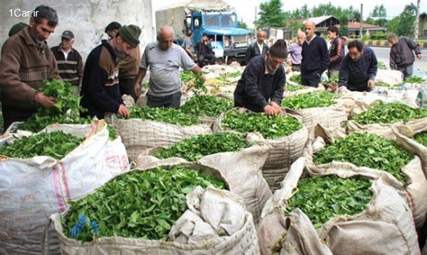 دولت خودروی قسطی می‌فروشد و چایکاران نان قسطی می‌خرند